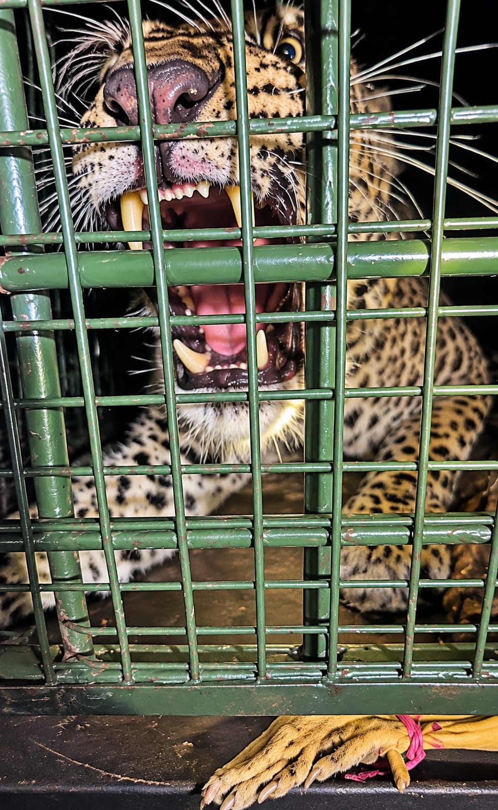 Leopard in the cage